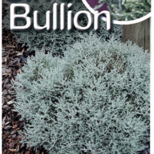 LEUCOPHYTA 'Silver Bullion'