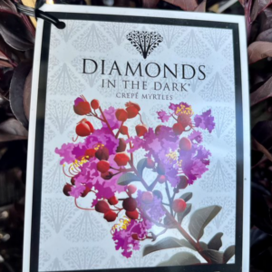 LAGERSTROEMIA 'Diamonds in the Dark'- Purely Purple (Crepe Myrtle)