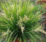 LOMANDRA Longifolia