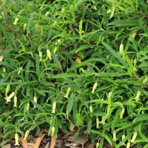 Billardiera scandens – Apple Berry