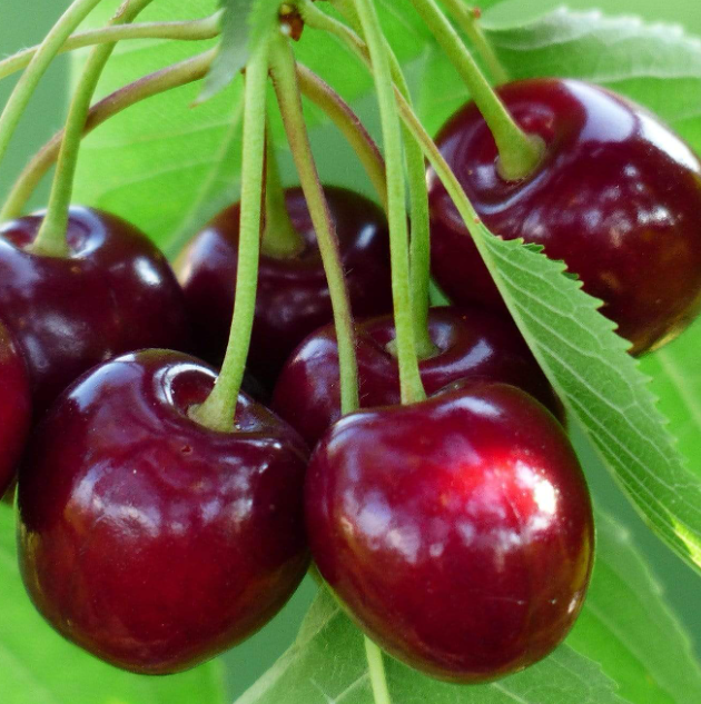 CHERRY 'Sunburst'