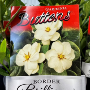 GARDENIA jasminoides 'Buttons'