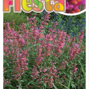 AGASTACHE ‘Salmon and Pink Fiesta’