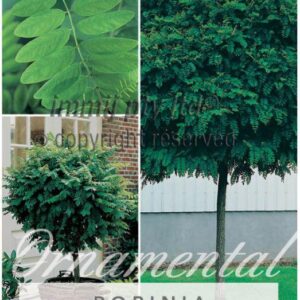 ROBINIA 'Mop Top'