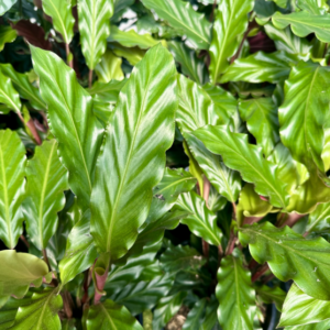 CALATHEA rufibarba