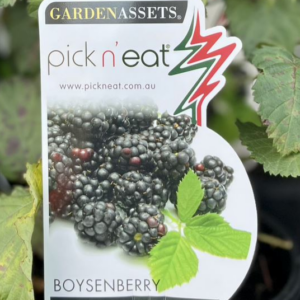 BOYSENBERRY