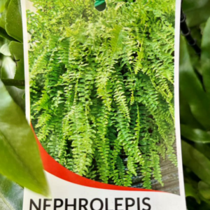 NEPHROLEPIS 'Boston Fern'