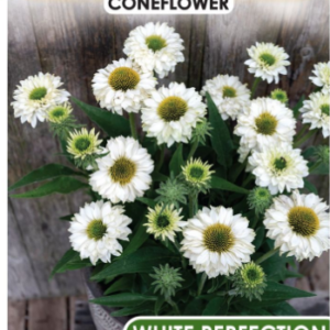 ECHINACEA ‘White Perfection Sunseekers’