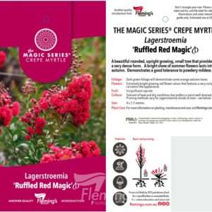 LAGERSTROEMIA 'Ruffled Red Magic' (Crepe Myrtle)