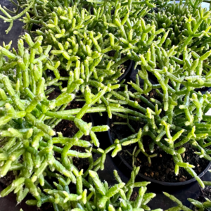 RHIPSALIS cereuscula