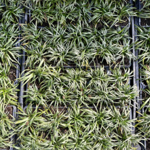 OPHIOPOGON japonicus 'Dwarf Mondo Grass'