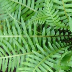 BLECHNUM nudum (Fishbone Water Fern)