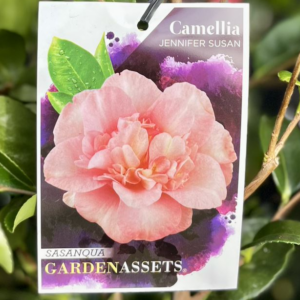 CAMELLIA sasanqua 'Jennifer Susan'