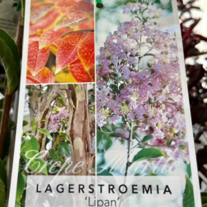LAGERSTROEMIA 'Lipan' (Crepe Myrtle)