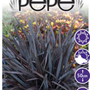 Phormium 'Black Pepe'