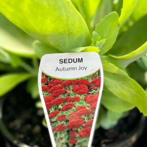 SEDUM telephium 'Autumn Joy'