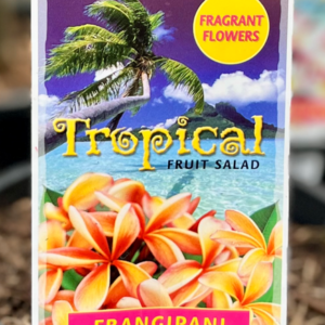 PLUMERIA Species (Frangipani)