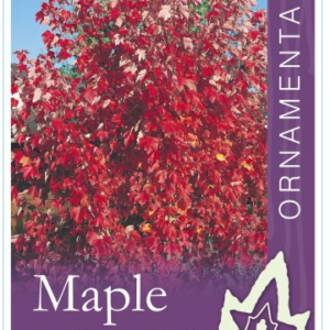 ACER rubrum 'Autumn Red'