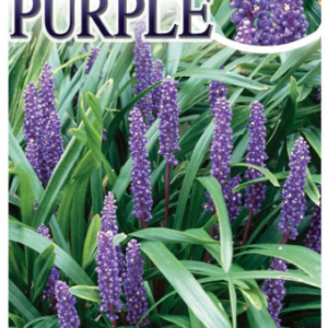 LIRIOPE muscari 'Royal Purple'