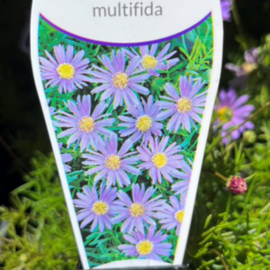 BRACHYSCOME multifida