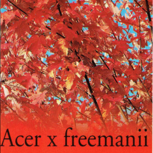 ACER x freemanii 'Jeffersred'