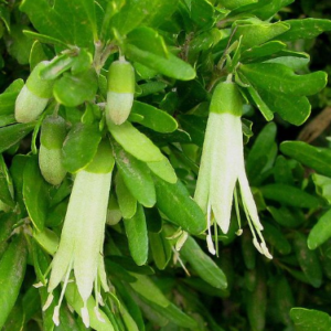 CORREA hybrid 'Coliban River'