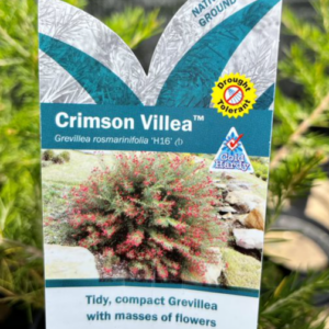 GREVILLEA 'Crimson Villea'