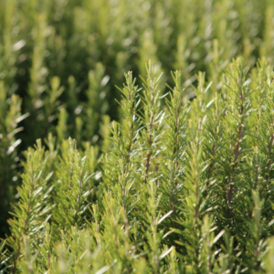 ROSMARINUS 'Silverwood'