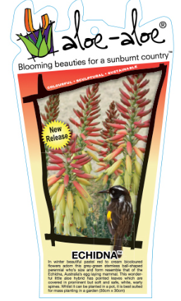 Aloe Hybrid 'Echidna'