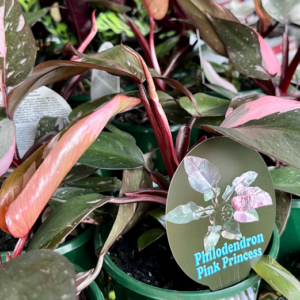 PHILODENDRON 'Pink Princess'