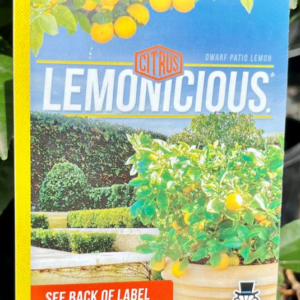 CITRUS Lemon 'Lemonicious' PBR