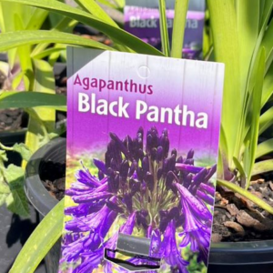AGAPANTHUS orientalis 'Black Pantha'