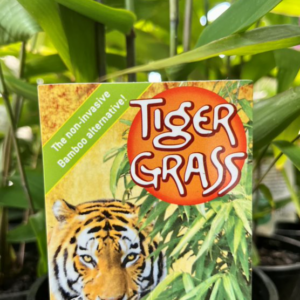 THYSANOLAEANA maximus 'Tiger Grass' (Bamboo)