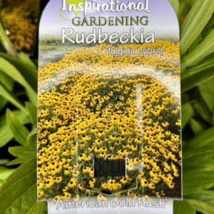 RUDBECKIA 'American Gold Rush'