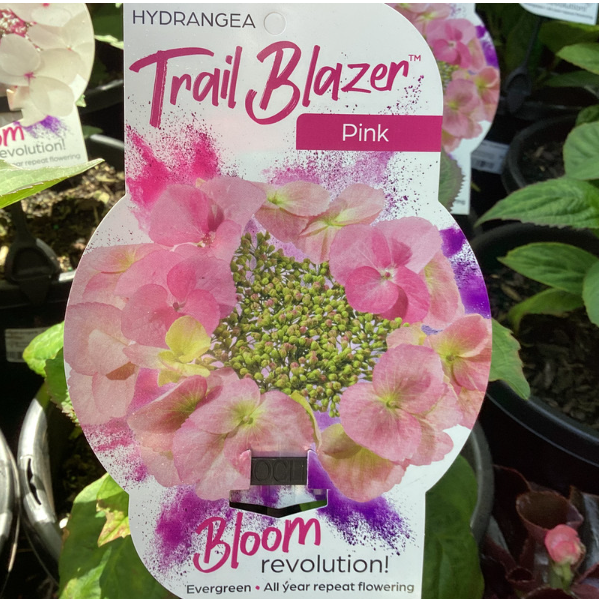 HYDRANGEA paniculata 'TRAIL BLAZER'