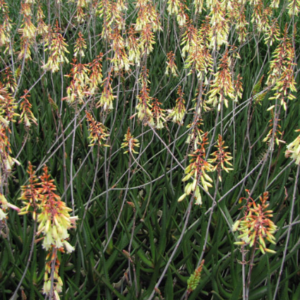 Aloe Hybrid 'Winter Bells'