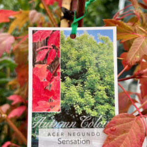 ACER negundo 'Sensation'