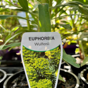 EUPHORBIA characias 'Wulfenii'