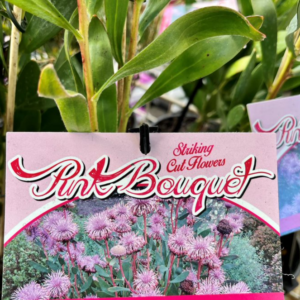 ISOPOGON cuneatus 'Pink Bouquet'