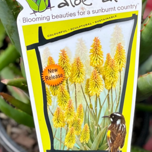 ALOE capitata hybrid 'Moonglow'