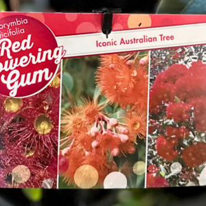 CORYMBIA ficifolia (Red Flowering Gum)