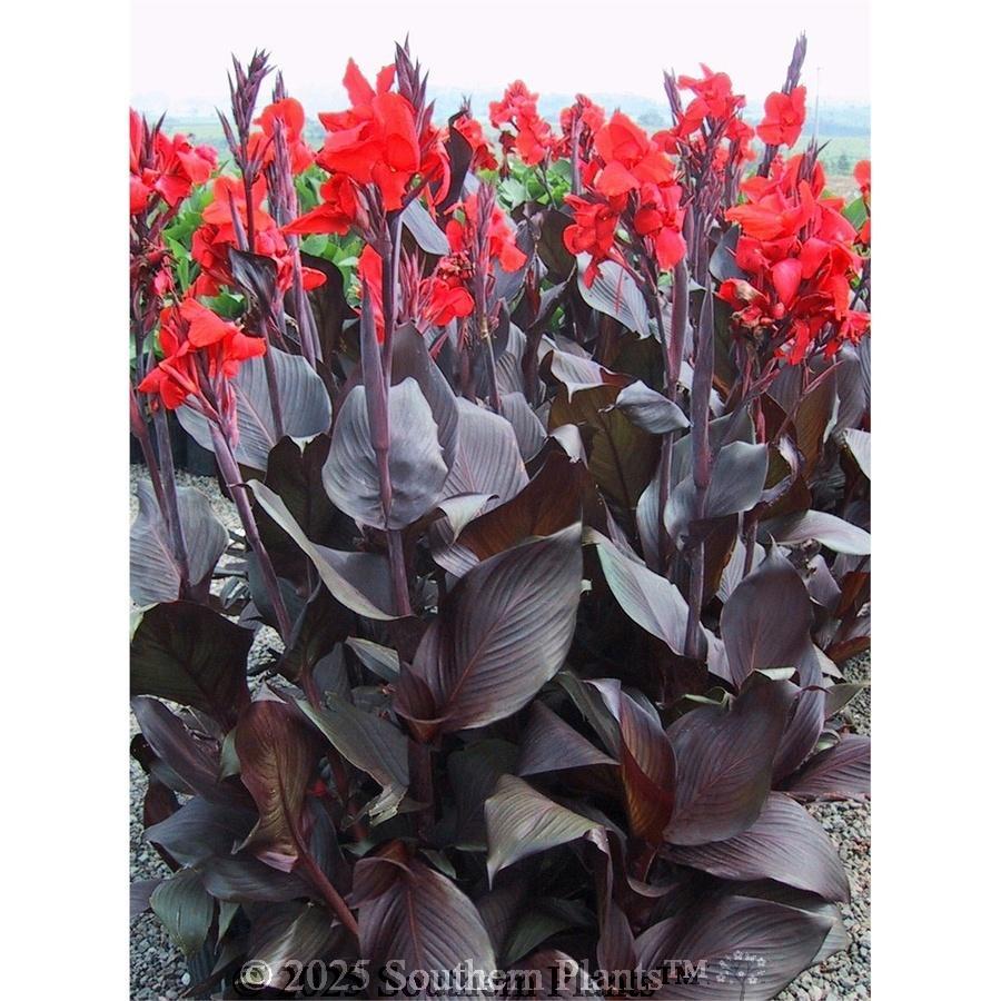 CANNA ‘Tropicanna Black’ PBR