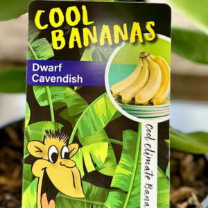 MUSA acuminata 'Dwarf Cavendish' (Cool Bananas)