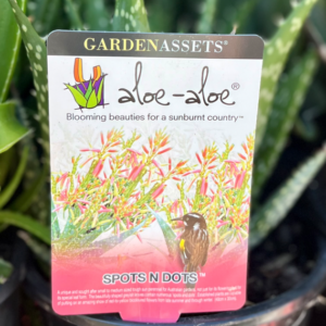 ALOE hybrid (LEO 6132) 'Spots N Dots'