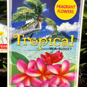 PLUMERIA rubra 'WA Sunset' (Frangipani)