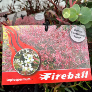 LEPTOSPERMUM 'Fireball'
