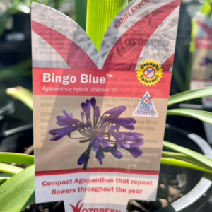 AGAPANTHUS 'Bingo Blue' PBR
