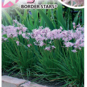 TULBAGHIA 'Fairy Star'