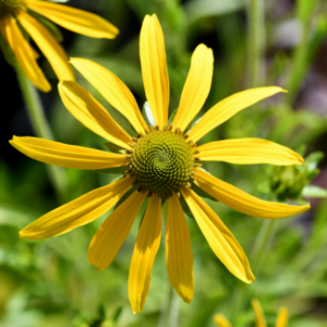 Rudbeckia 'Green Eyed Lady'