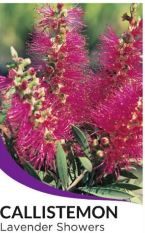 Callistemon 'Lavender showers'